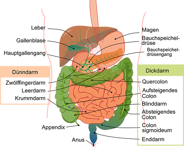 Darmtrakt